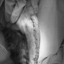 돌봄동물메디컬클리닉 이미지