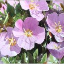 분당-377 이미지