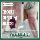 조재진 동물병원 | 피부가 빨개지고 가려워해요 / 강아지 아토피성 피부염 /산곡동 동물병원 / 인천 피부동물병원