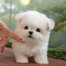 보들 반려견 미용실 | 천안애견샵 미유펫에서 만난 내 짝꿍