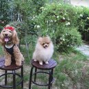 멍스토리 이미지