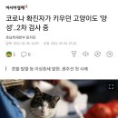 코로나 확진자가 키우던 고양이도 '양성'..2차 검사 중 이미지