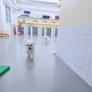 댕댕큘럼 이미지