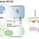 투여 전 결핵 감염 평가 필요 리트풀로캡슐 50mg(Ritfulo Capsule 50mg) 이미지