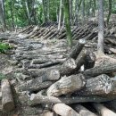 죽엽산농장 이미지