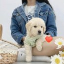 오독안심분양센터 강아지분양 고양이분양 광주점 이미지