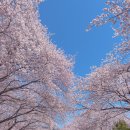 진해구 ⓒ-2 | 벚꽃 만개했던 진해 경화역 벚꽃길 | 2025년 만개 시기 방문 후기