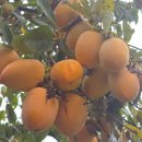 상서농장 이미지