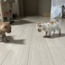 자인골한우수구레 이미지