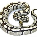 데저트크림 1 이미지