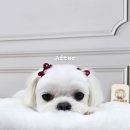 체리애견 | 평리동 애견미용실 말티즈 체리 3mm 베이비컷 후기