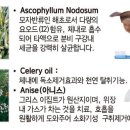 덴탈왕 네이버블로그