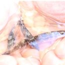 현영축산 이미지