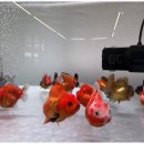 아트수족관