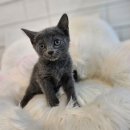 김해 해피몽 김해강아지분양 고양이분양 이미지