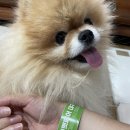 아임케이메디 | 대구 케이펫페어 (대구 엑스코 동관) 토리선물 떼샷