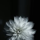 썬모터스 네이버블로그