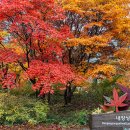 내장산 단풍 이미지