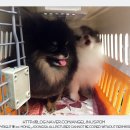 디오레 포메라니안 이미지