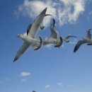 안흥유람선 이미지