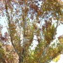 임고초등학교 이미지