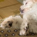 나는 우리집 미용사 이미지