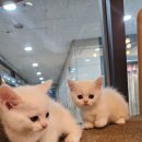 멍멍왕자 야옹공주 이미지