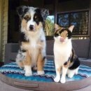 하얀강아지&고양이 이미지