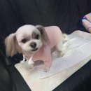 쥬쥬동물병원 이미지