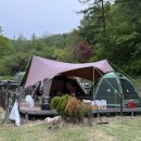 중독(DOG) 이미지