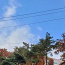 소나무정원 이미지