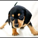 개 편한 애견샵 이미지