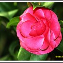 내님이 나라 이미지