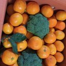 이애리 농장 | <제주 귤농장> 못난이 초록 농장 무농약귤 포토 후기