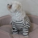 빅토리애견 이미지