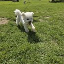 옐레드 애견유치원&애견호텔 대구신월성점 이미지