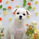 Grooming574 네이버블로그