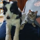 다호동물병원 이미지