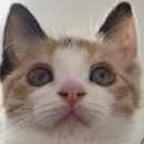 24시 모란동물 메디컬센터 이미지