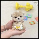 더 반려 강아지분양 고양이분양 잠실본점 이미지