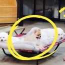 애견프라자 | 평일엔 바쁜 엄빠 대신, 강아지 호텔링💛 남양주 펫조이 후기!!