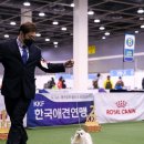 추건우애견미용학원 네이버블로그