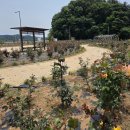 황골장미마을 이미지