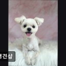 견생견샵 이미지