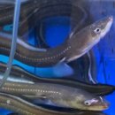 해평식당 이미지