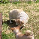 재키애견 이미지