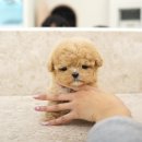 부산강아지분양 테디럽 명지본점 이미지