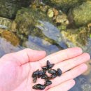 내린천펜션계곡사랑 이미지