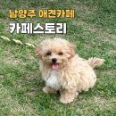 남양주 애견 카페 운동장 넓은 카페스토리 솔직 후기