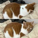 황금박쥐 PC | 2022년 8월 아주 늦은 일상